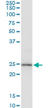 PRDX3 MaxPab mouse polyclonal antibody (B01)