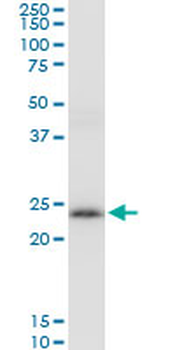 PRDX3 MaxPab mouse polyclonal antibody (B01)