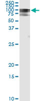 RALBP1 monoclonal antibody (M02), clone 2A1