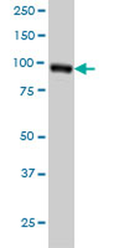 RALBP1 monoclonal antibody (M02), clone 2A1
