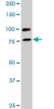 RALBP1 monoclonal antibody (M02), clone 2A1