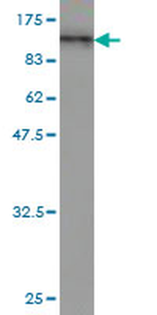 RALBP1 monoclonal antibody (M02), clone 2A1