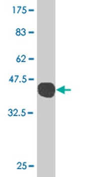 GADD45G monoclonal antibody (M01), clone 1D3