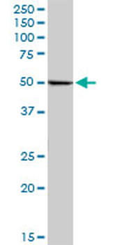 RUVBL2 purified MaxPab mouse polyclonal antibody (B01P)