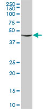 RUVBL2 purified MaxPab mouse polyclonal antibody (B01P)