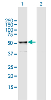 RUVBL2 purified MaxPab mouse polyclonal antibody (B01P)