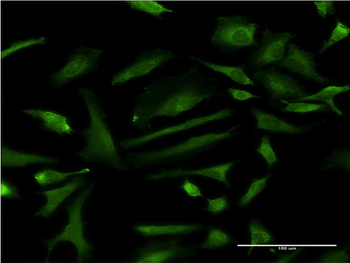ZNF274 monoclonal antibody (M01), clone 4C12
