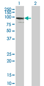 ZNF274 monoclonal antibody (M01), clone 4C12