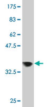ZNF274 monoclonal antibody (M01), clone 4C12