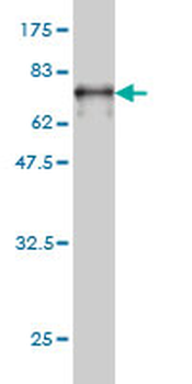NUDC monoclonal antibody (M01), clone 5G12