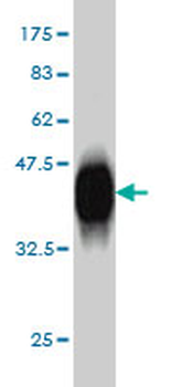 POLD3 monoclonal antibody (M01), clone 3E2