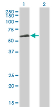 CCT8 purified MaxPab mouse polyclonal antibody (B02P)