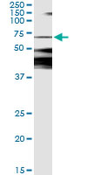 CAMKK2 monoclonal antibody (M01), clone 1A11