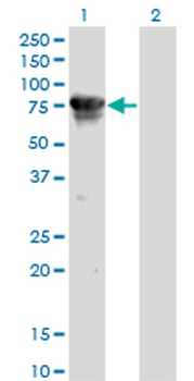 CAMKK2 monoclonal antibody (M01), clone 1A11
