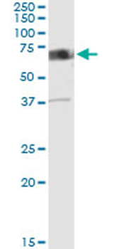 CAMKK2 MaxPab rabbit polyclonal antibody (D01)