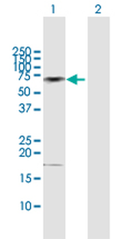 CAMKK2 MaxPab rabbit polyclonal antibody (D01)