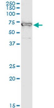 IGF2BP2 monoclonal antibody (M01), clone 4C6