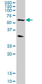 POLR3C purified MaxPab mouse polyclonal antibody (B03P)