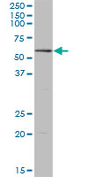 POLR3C purified MaxPab mouse polyclonal antibody (B03P)