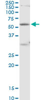 POLR3C purified MaxPab mouse polyclonal antibody (B03P)