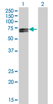 POLR3C purified MaxPab mouse polyclonal antibody (B03P)
