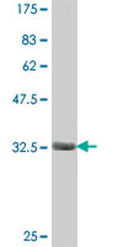 CDC42EP3 polyclonal antibody (A01)