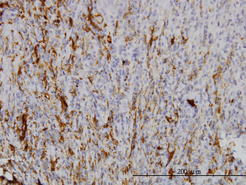 SCGN monoclonal antibody (M01), clone 2G7