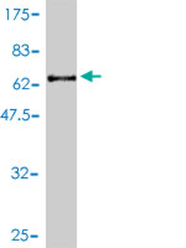 SCGN monoclonal antibody (M01), clone 2G7