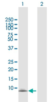 CXCL13 MaxPab rabbit polyclonal antibody (D01)