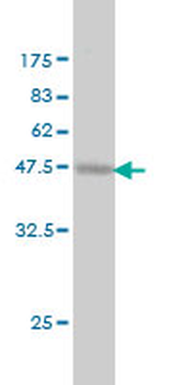 PROCR monoclonal antibody (M03), clone M2