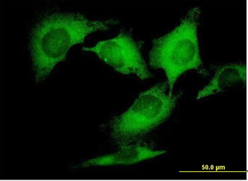 DCTN2 purified MaxPab mouse polyclonal antibody (B01P)