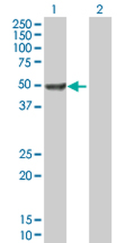 DCTN2 purified MaxPab mouse polyclonal antibody (B01P)