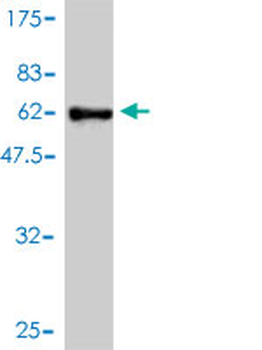 GLRX3 monoclonal antibody (M01), clone 4B5-2A8