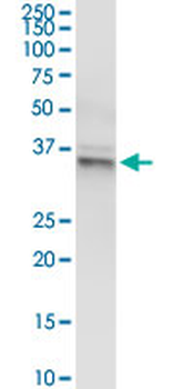 GLRX3 purified MaxPab rabbit polyclonal antibody (D01P)