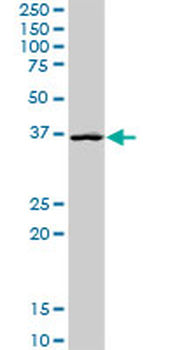 GLRX3 purified MaxPab rabbit polyclonal antibody (D01P)