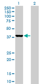GLRX3 purified MaxPab rabbit polyclonal antibody (D01P)