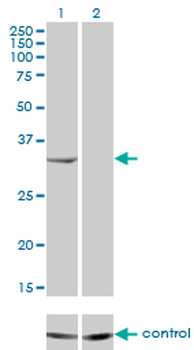 RNASEH2A monoclonal antibody (M01), clone 3G5-F5