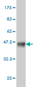 HYOU1 monoclonal antibody (M01), clone 6F7