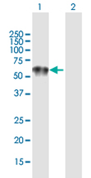 CAP1 purified MaxPab mouse polyclonal antibody (B01P)