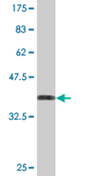 ZNF238 monoclonal antibody (M04), clone 4E4