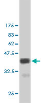MERTK monoclonal antibody (M01), clone 2D2