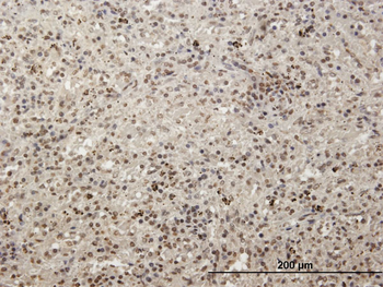MCRS1 purified MaxPab mouse polyclonal antibody (B01P)