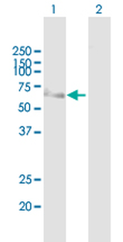 MCRS1 purified MaxPab mouse polyclonal antibody (B01P)