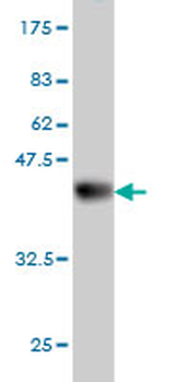 CDC42EP2 monoclonal antibody (M01), clone 2H7