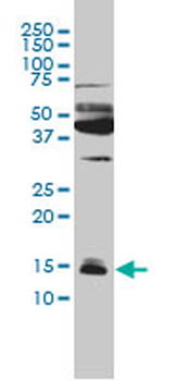 IFITM3 monoclonal antibody (M01), clone 4C8-1B10
