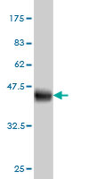IFITM3 monoclonal antibody (M01), clone 4C8-1B10