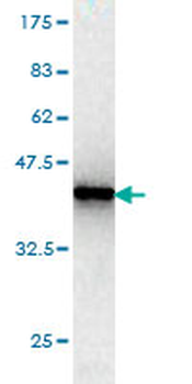 HMG20B monoclonal antibody (M01), clone 1F6