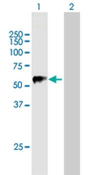 TRIM22 purified MaxPab mouse polyclonal antibody (B01P)