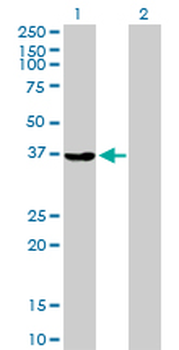 AKR1A1 purified MaxPab rabbit polyclonal antibody (D01P)