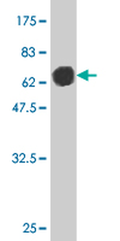 DNAJA2 monoclonal antibody (M01), clone 2A11-F2